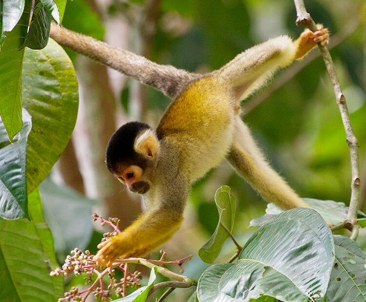Squirrel monkey hanging from it's tail and left foot from tree branches while it picks flowers.