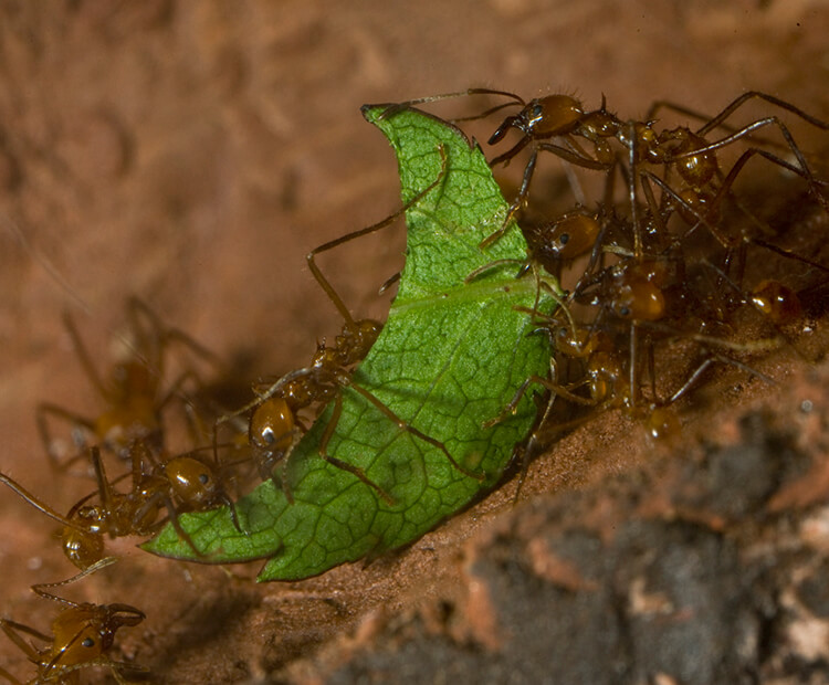 Leaf-cutter ants working together to carry a leaf