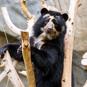 Andean bear climbing bare tree branches
