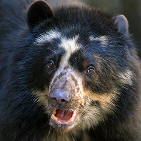 Andean bear vocalizing with mouth slightly open