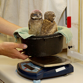 Burrowing owl chicks are weighed in a bowl on a scale