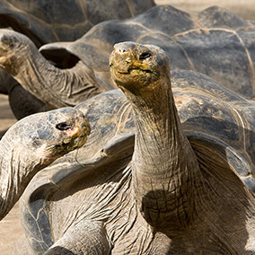 A Galapagos tortoise stretches its neck tall as it looks at another Galapagos tortoise in front of it.