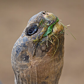 A Galapagos tortoise eating cabbage and grass as it stretches its neck skyward