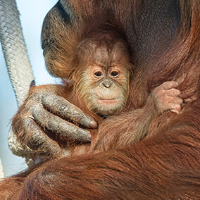 baby orangutan holds onto her mom's long hair