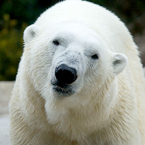 Polar bear nose close-up