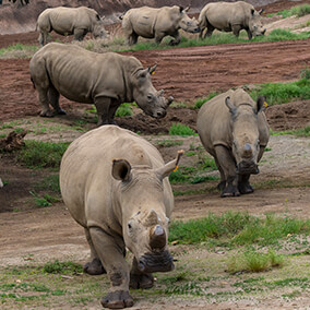 Six rhinos gathered together