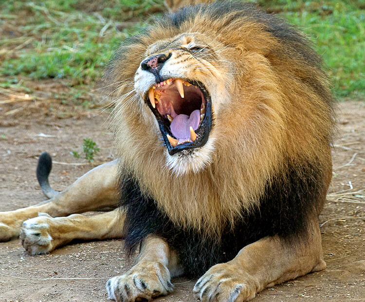 Real Lion Roar