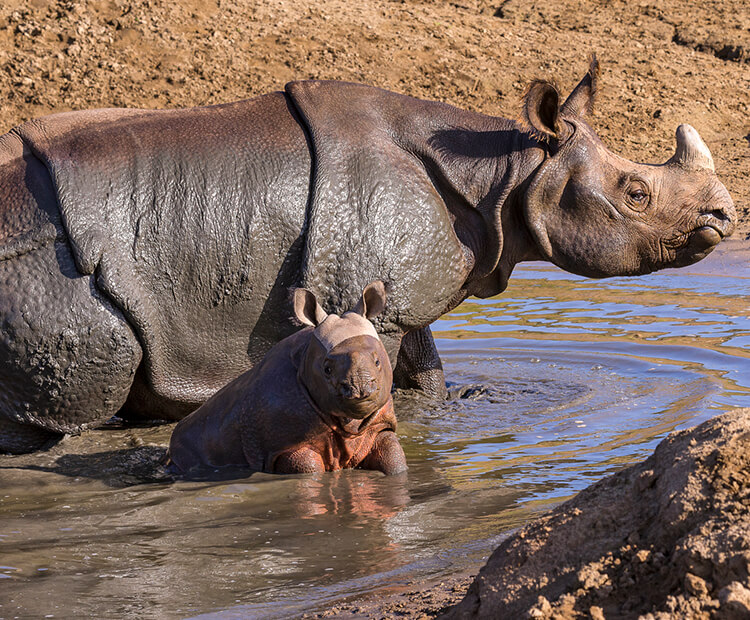 Ba by Indian rhino in mud puddle with mom