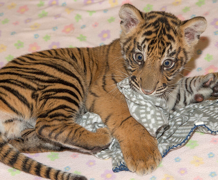 Tiger cub playing with blanket