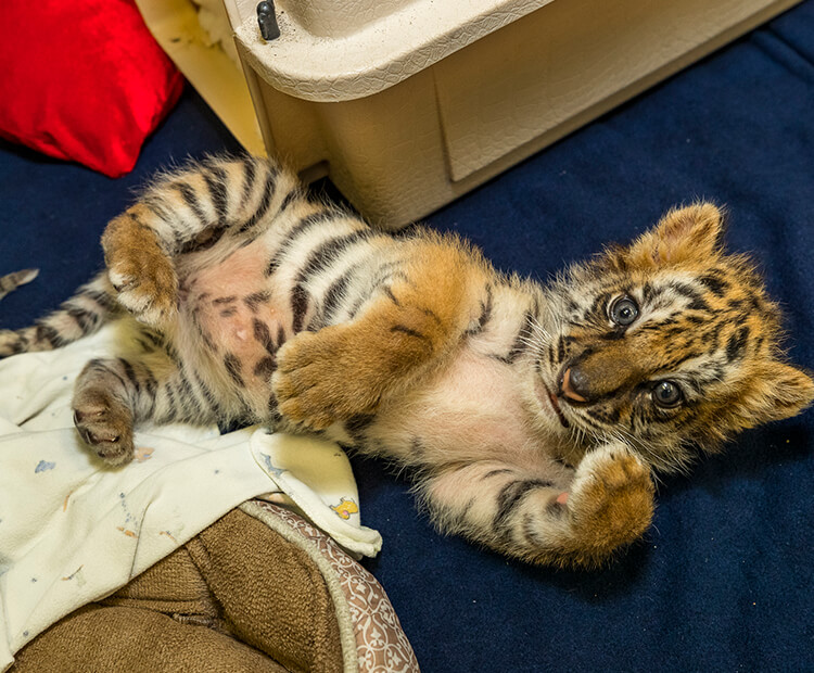 tiger cub on back