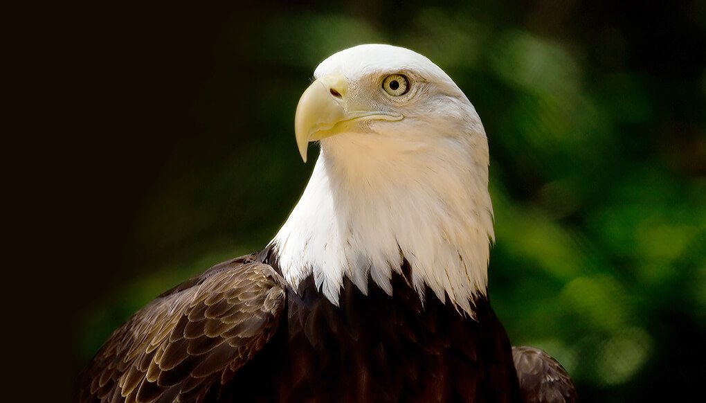 Bald eagle | San Diego Zoo Kids