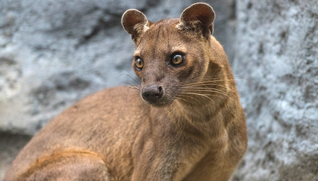 Image result for fossa