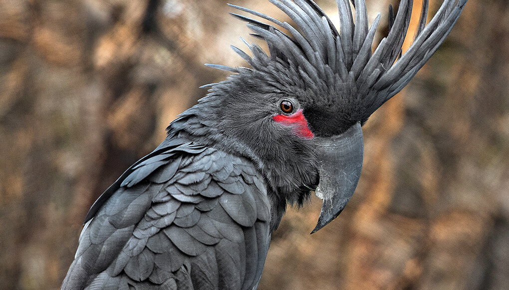 PAlm cockatoo with crest feathers flared and bright red cheek patch partially concealed
