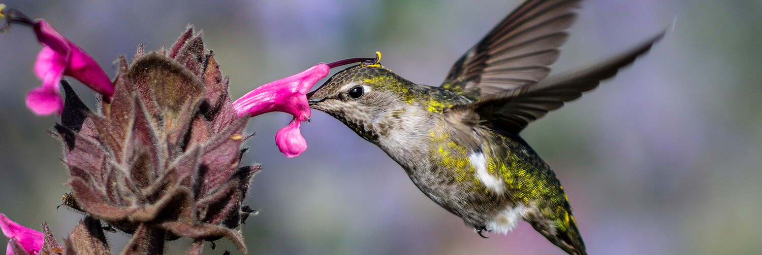 Female Anna's hummingbird drinking nectar from a fascia flower