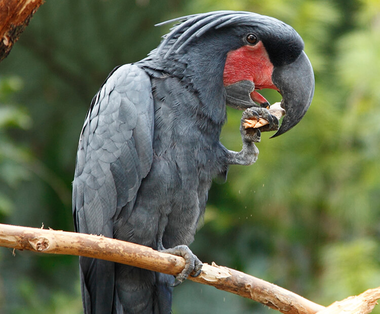 Palm cockatoo holding a piece of food up to its beak with its talons 