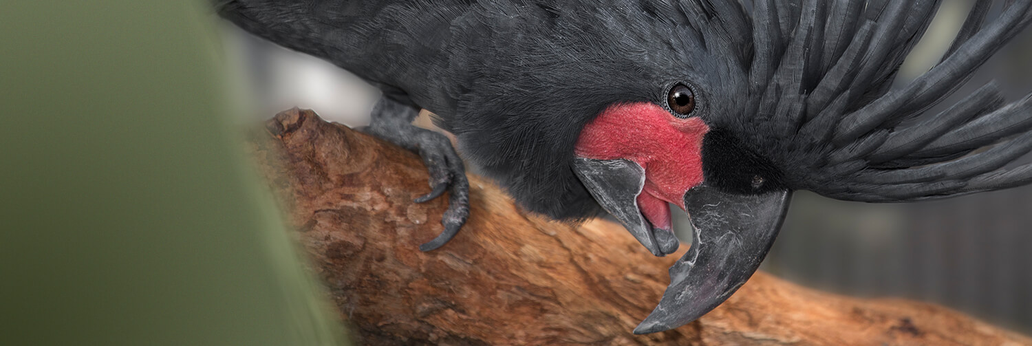 Palm cockatoo | San Diego Zoo Kids
