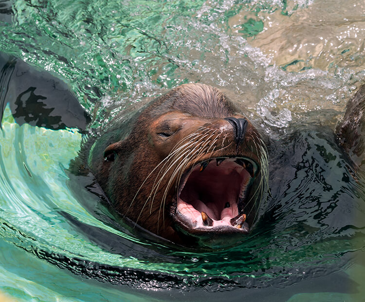 Sea lion barking while swimming