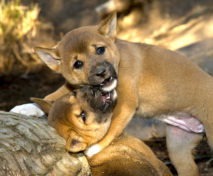 A pair of singing dog puppies play wrestling