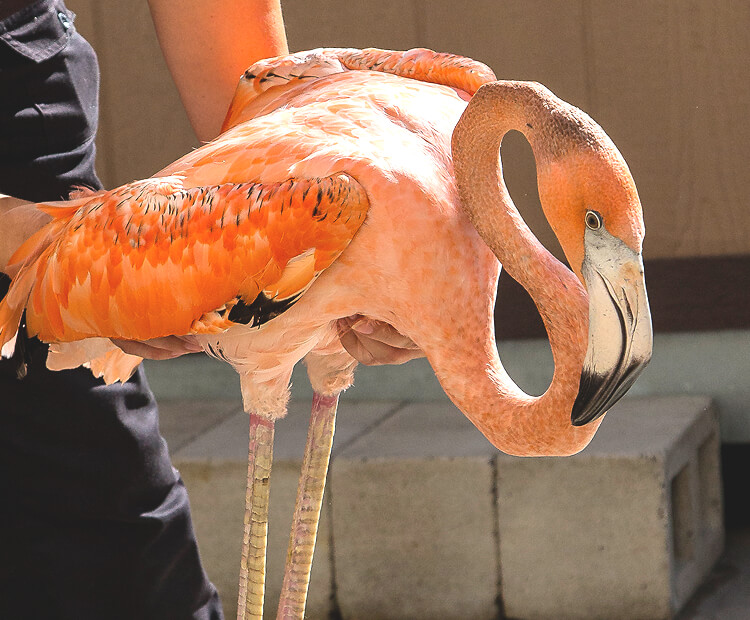 cuddle and kind flamingo