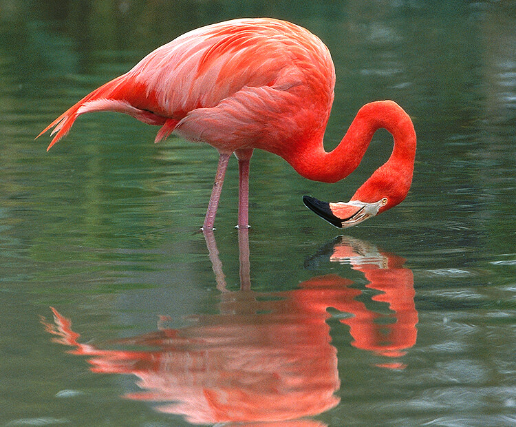 Flamingo standing in shallow water