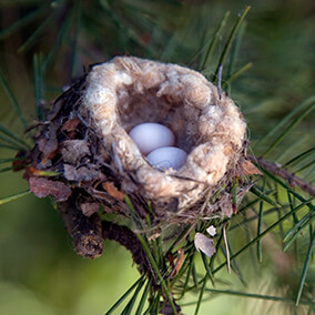 Two tiny Ann's Hummingbird eggs in a nest sitting on a pine tree.