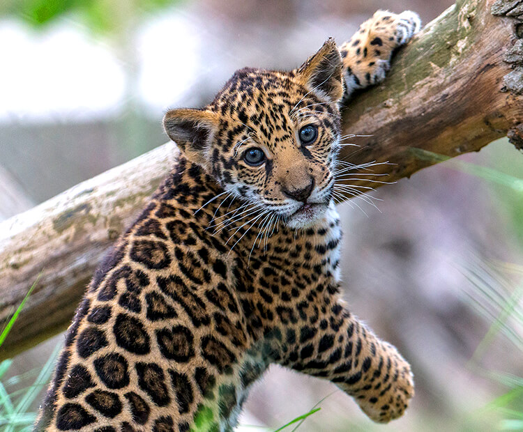 Jaguar San Diego Zoo Kids