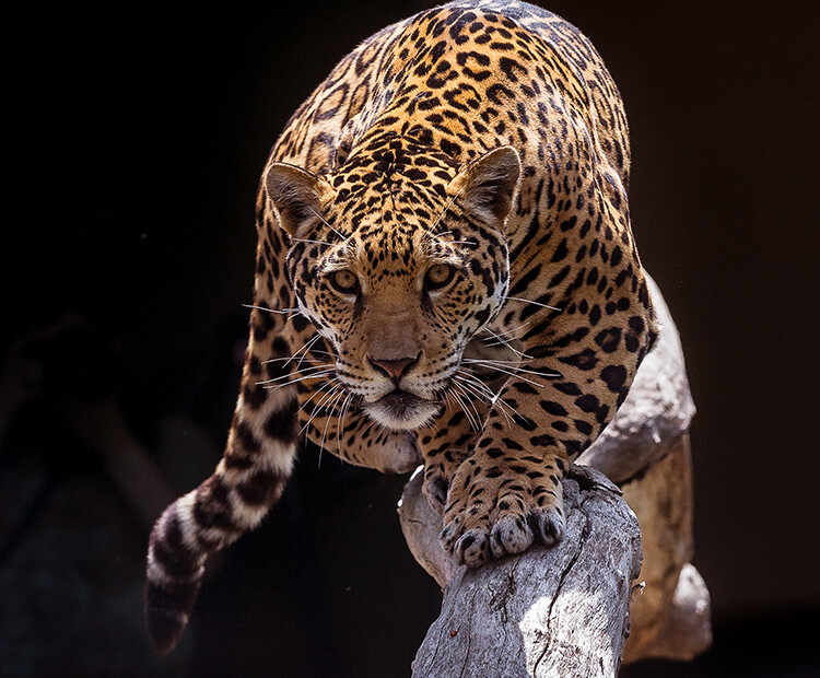 Jaguar prowling on a tree branch