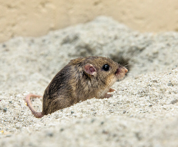 Pocket mouse