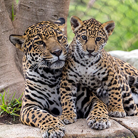 Jaguar mother with young cub