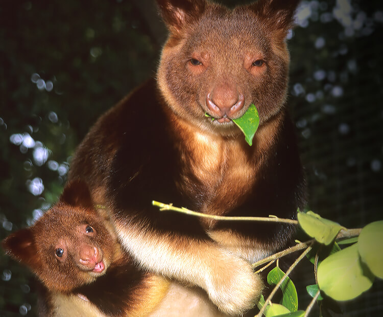 Goodfellow's tree kangaroo with joey peeking out of her pouch