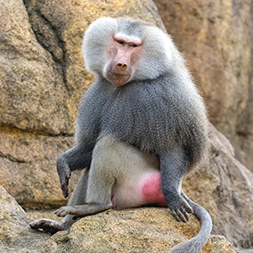 Male hamadryas sitting on a rocky cliff.
