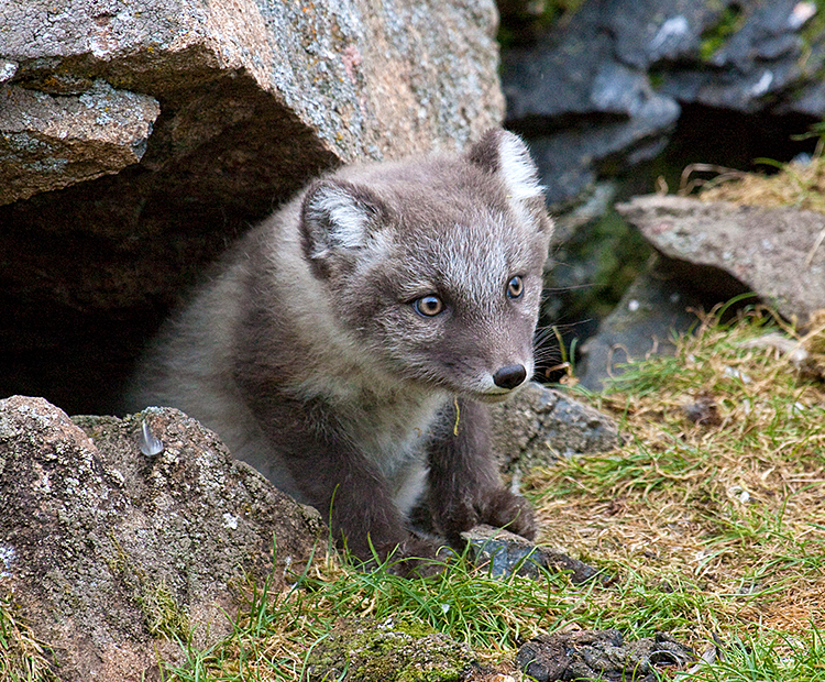 Arctic fox den
