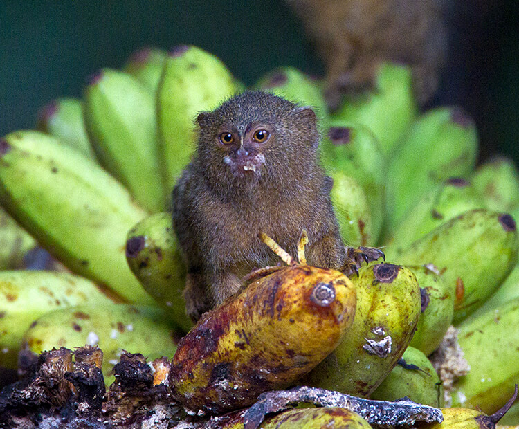 Tamarin monkey enjoying a banana at the Zoo.