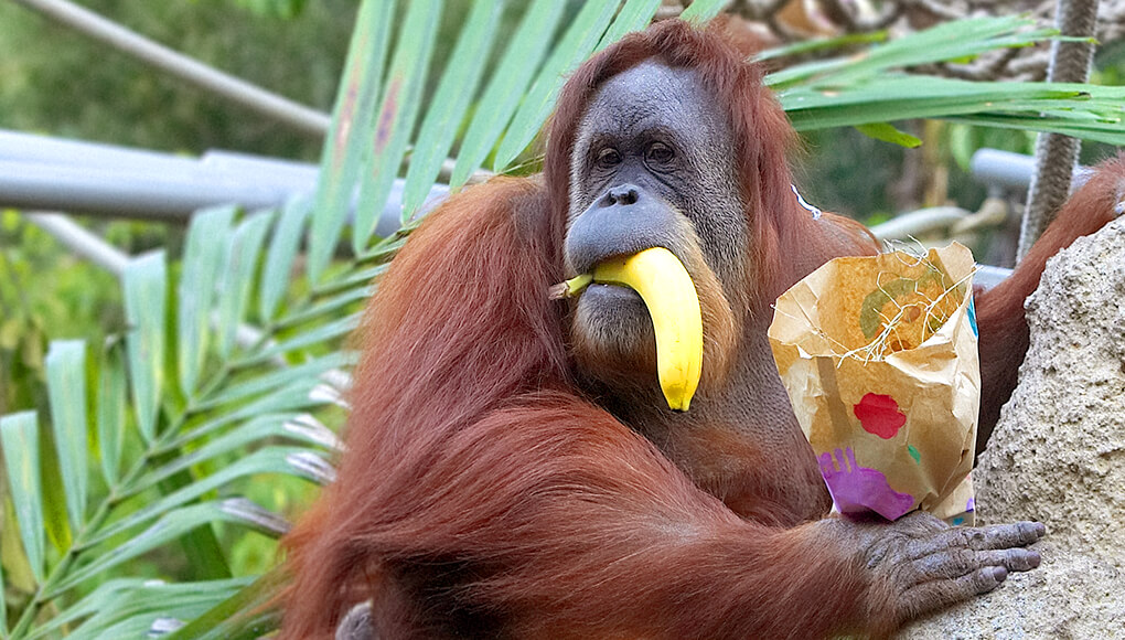 Orangutan holding a banana in her mouth.