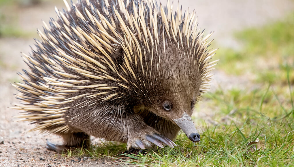 Image result for echidna