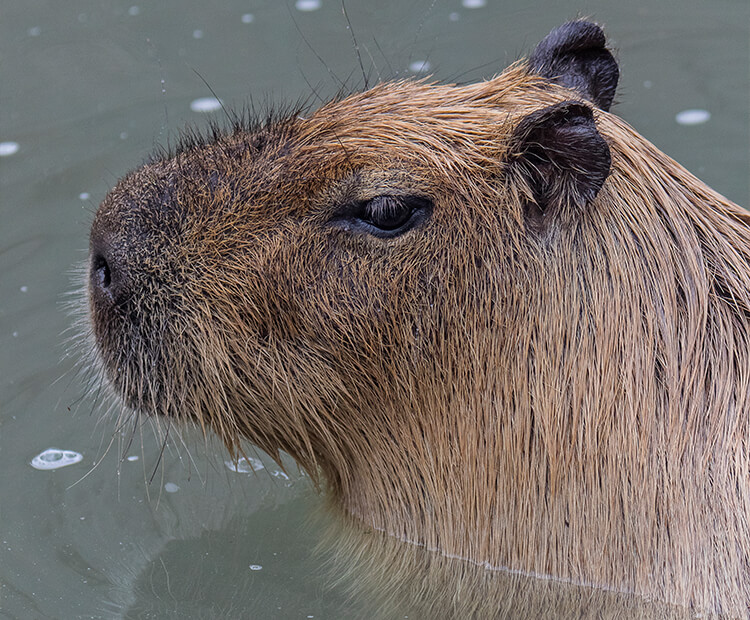 Capybara submerged up to its neck in water.