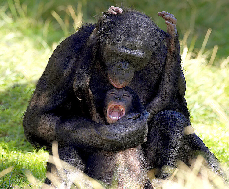 Adult bonobo tickling youngster