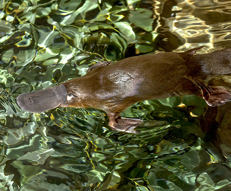 Platypus swimming.