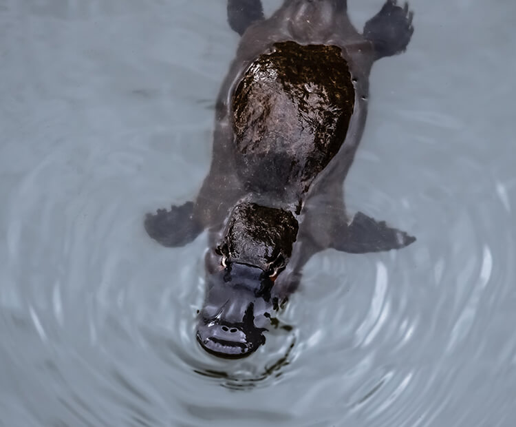 Platypus in water at night.