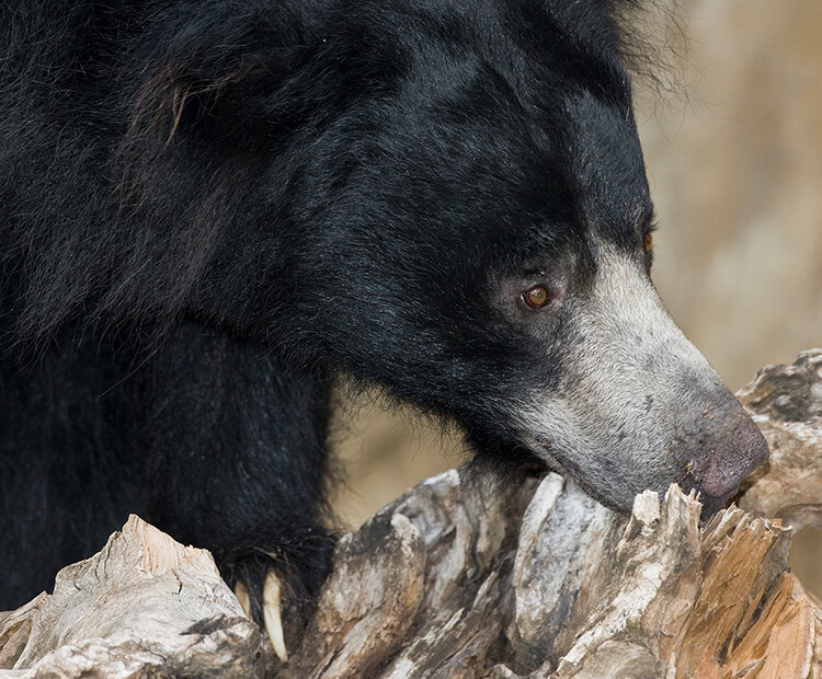 Sloth bear with snout in tree log.