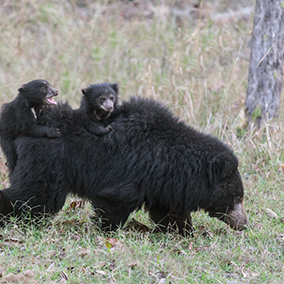 Sloth bear cubs riding on their mother's back.