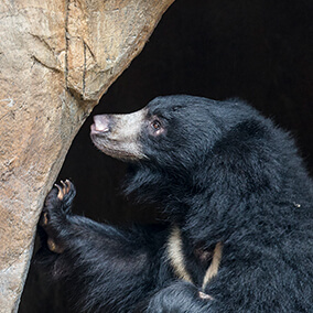 Sloth bear sniffing cave entry.