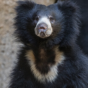 A sloth bear displaying its unique "u" shaped fur patch.