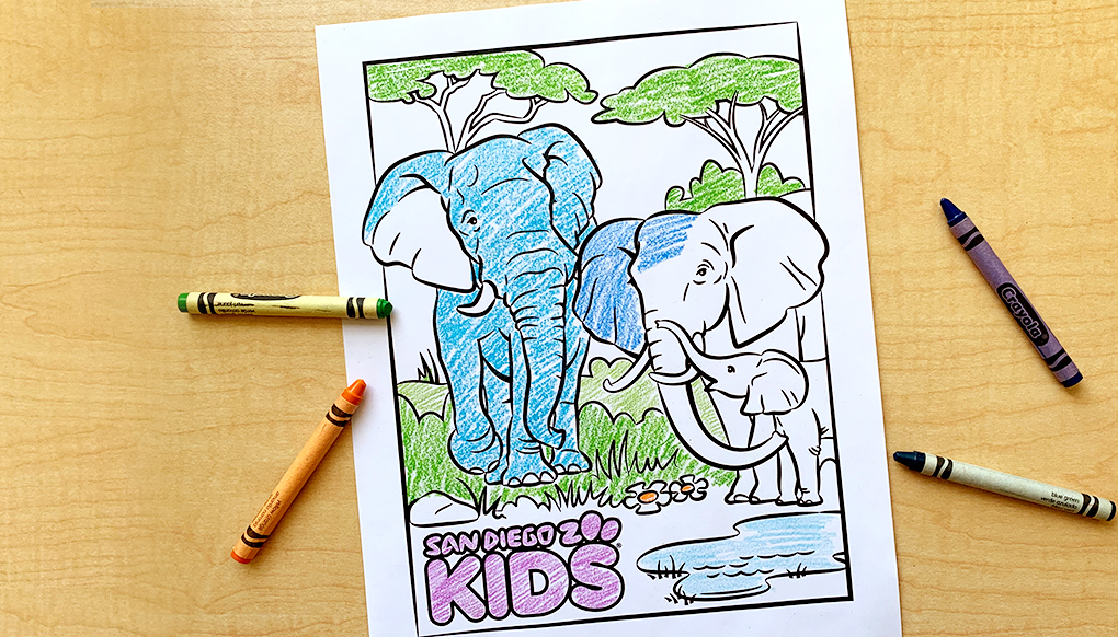 coloring page elephant family  san diego zoo kids