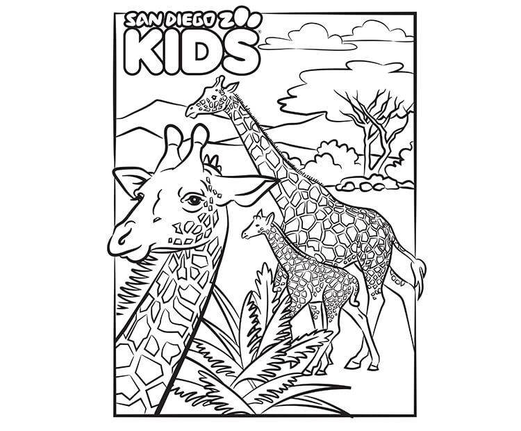 Coloring Page Giraffe Family San Diego Zoo Kids