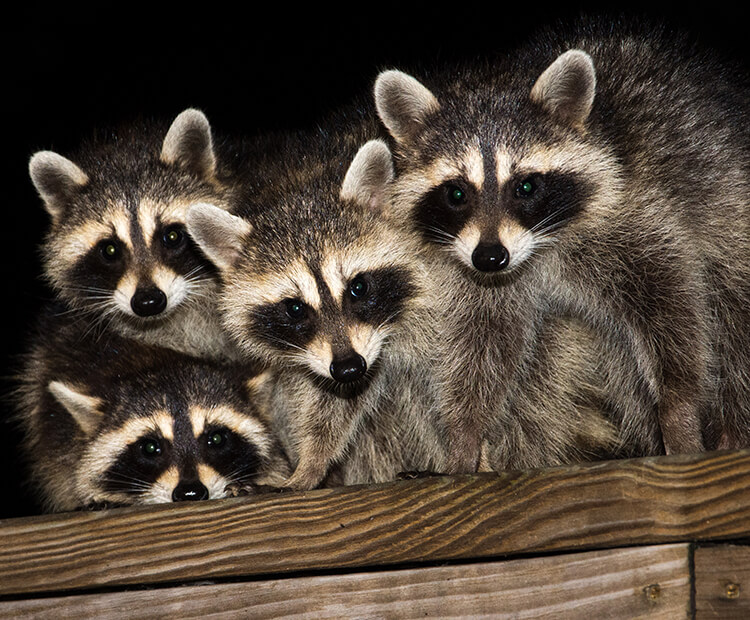 Raccoon family huddled together on a wood fence.