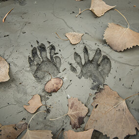 Raccoon paw prints imprinted in mud.