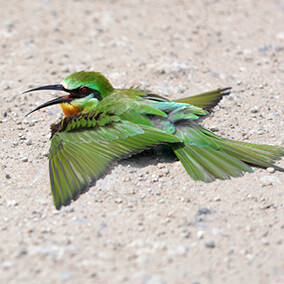 Bee-eater taking a dirt bath.
