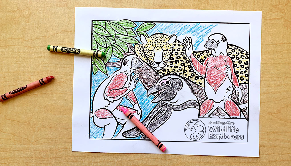 Sifaka lemurs, leopard, and African penguin coloring page.