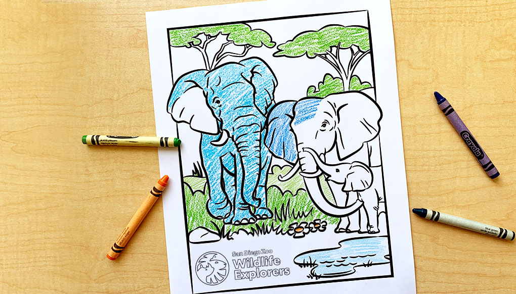 Print-out coloring page featuring elephant dad, mom and baby at watering hole.